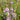 Mentha pulegium (Pennyroyal or Pudding grass) - Marginal Pond Plants - Pond Plants - Water Plants-19597