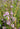 Mentha pulegium (Pennyroyal or Pudding grass) - Marginal Pond Plants - Pond Plants - Water Plants-19597