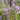 Mentha pulegium (Pennyroyal or Pudding grass) - Marginal Pond Plants - Pond Plants - Water Plants-19596