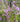 Mentha pulegium (Pennyroyal or Pudding grass) - Marginal Pond Plants - Pond Plants - Water Plants-19596