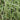 Phragmites karka variegata (Striped Norfolk reed) - Marginal Pond Plants - Pond Plants - Water Plants-0