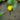 2 x Nupar Lutea Var Early Bird Season Deals Live Water Plant Aquatic Pond Lake Marginal-0