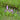 Dactylorhiza majalis praetermissa - Marginal Pond Plants - Pond Plants - Water Plants-0
