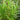 Carex riparia (Greater pond sedge) - Marginal Pond Plants - Pond Plants - Water Plants-207