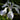Iris Laevigata  Mottled Blue - BP066 Packs