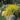 Carex elata ‘Aurea’ (Golden sedge) - Marginal Pond Plants - Pond Plants - Water Plants-0