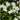 Mazus reptans ‘Albus’ (White Chinese marshflower) - Marginal Pond Plants - Pond Plants - Water Plants-0