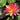 Wanvisa water lily - pond plants water lilies aquatic plants-0