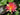 Wanvisa water lily - pond plants water lilies aquatic plants-0