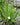 1 - 25 / Oxygenating Pond Water Plants - Water Soldiers - Floating Pond Plants - Pond Plants - Water Plants-0