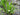 1 - 25 / Oxygenating Pond Water Plants - Water Soldiers - Floating Pond Plants - Pond Plants - Water Plants-0