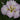 Iris ensata ‘Lady in Waiting’ - Marginal Pond Plants - Pond Plants - Water Plants-0