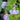 Mimulus ringens (Lavender musk) - Marginal Pond Plants - Pond Plants - Water Plants-285