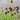 Juncus ensifolius (Flying hedgehogs or Beaver dam plant) - Marginal Pond Plants - Pond Plants - Water Plants-0