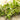Lincolnshire Pond Plants Bee Pack Potted-940