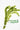 Egeria densa - Aquarium Plants -0