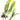 Java Fern - oxygen plant - aquarium plant - tropical plant-0