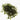 Fontalis - oxygen plant - pond plant - water plant-0