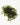 Fontalis - oxygen plant - pond plant - water plant-0