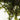 Fontalis - oxygen plant - pond plant - water plant-47