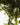 Fontalis - oxygen plant - pond plant - water plant-47