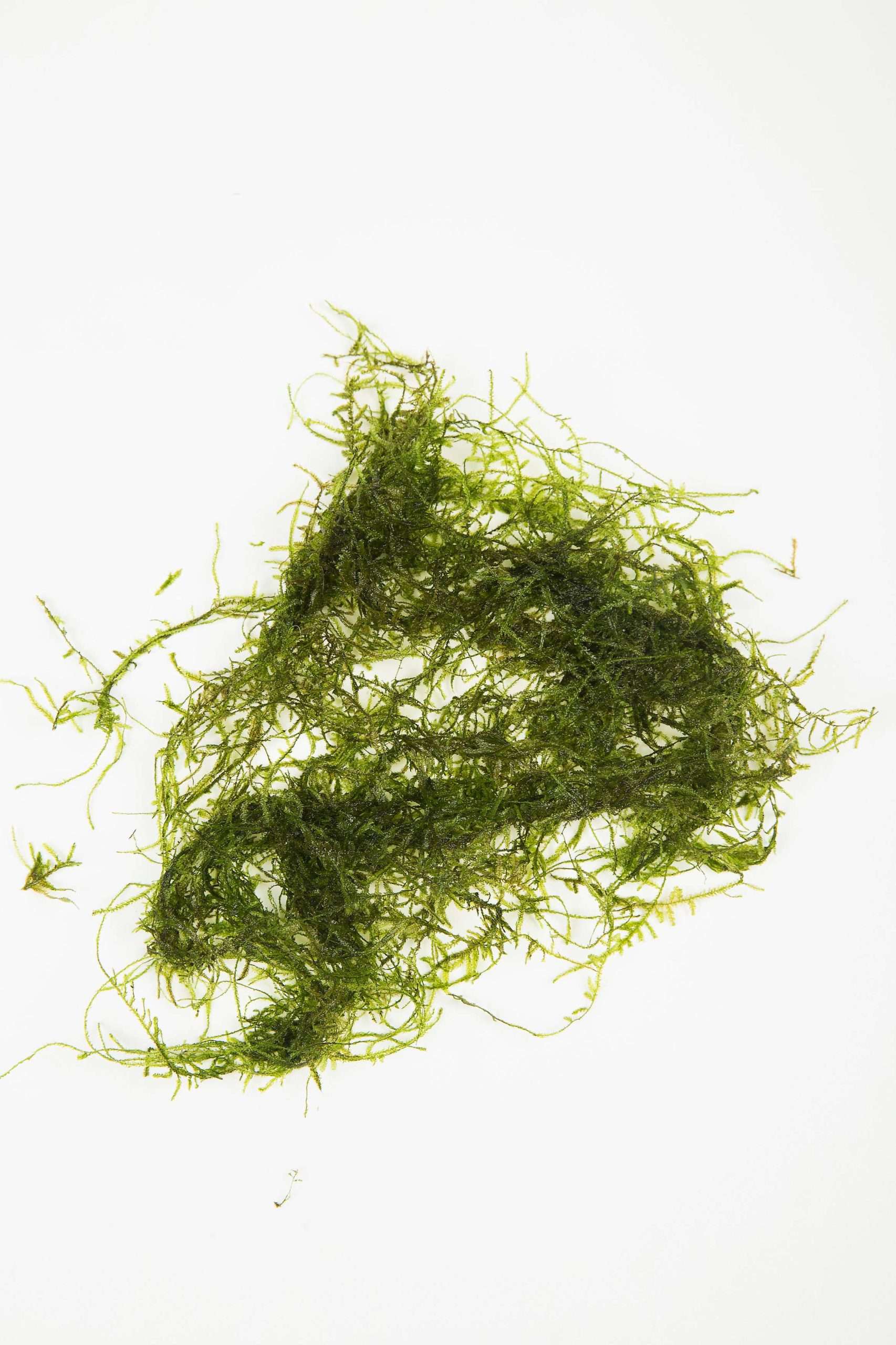 Live Java Moss JAVA MOSS - 10g - 250g live aquarium carpet plant bogwood ornament fis ...