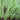 Acorus gramineus Argenteostriatus - Marginal Pond Plants - Pond Plants - Water Plants-0