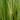Acorus calamus (Sweet flag) - Marginal Pond Plants - Pond Plants - Water Plants-0