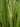Acorus calamus (Sweet flag) - Marginal Pond Plants - Pond Plants - Water Plants-0