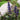 Ajuga Reptans (Burgundy Glow) - Marginal Pond Plants - Pond Plants - Water Plants-0