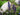 Ajuga Reptans (Burgundy Glow) - Marginal Pond Plants - Pond Plants - Water Plants-0