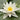Alba water lily - pond plants - water lilies - aquatic plants-0