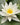 Alba water lily - pond plants - water lilies - aquatic plants-0