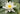 Alba water lily - pond plants - water lilies - aquatic plants-0