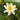 Albatross water lily - pond plants - water lilies - aquatic plants-0