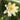 Albatross water lily - pond plants - water lilies - aquatic plants-19877
