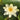 Albatross water lily - pond plants - water lilies - aquatic plants-19876