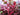 Alternanthera reineckii-submerged - Aquarium Plants-0