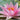 Amabilis water lily - pond plants - water lilies - aquatic plants-0