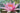 Amabilis water lily - pond plants - water lilies - aquatic plants-0