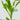 1-100-Plants-Tropical-Water-Aquarium-Live-Plants-Amazon-Sword-2784