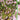 Anagellis Tenella - Marginal Pond Plants - Pond Plants - Water Plants-0