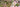 Anagellis Tenella - Marginal Pond Plants - Pond Plants - Water Plants-0