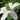 Anemopsis californicum (Apache beads) - Marginal Pond Plants - Pond Plants - Water Plants-18140