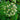 Angelica archangelica - Marginal Pond Plants - Pond Plants - Water Plants-0