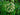 Angelica archangelica - Marginal Pond Plants - Pond Plants - Water Plants-0
