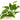 Anubias Barteri Var Nana- submerged - Aquarium 50 Strands-0