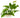 Anubias Barteri Var Nana- submerged - Aquarium 50 Strands-0