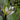 Aponogeton Distachyos Deep Water - pond plants water lilies aquatic plants-648