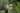 Aponogeton Distachyos Deep Water - pond plants water lilies aquatic plants-648